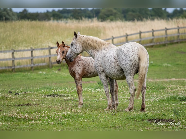 Knabstrupper Merrie 18 Jaar 146 cm Appaloosa in Fredensborg