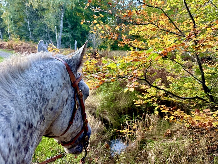 Knabstrupper Merrie 18 Jaar 146 cm Appaloosa in Fredensborg