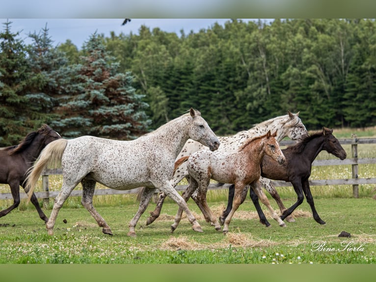 Knabstrupper Merrie 18 Jaar 146 cm Appaloosa in Fredensborg
