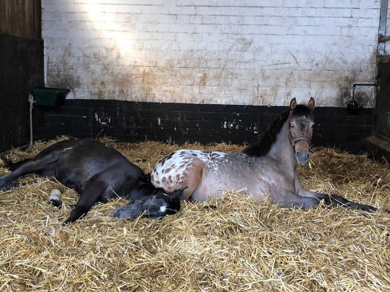 Knabstrupper Mix Merrie 1 Jaar 136 cm Appaloosa in Bornh&#xF6;ved