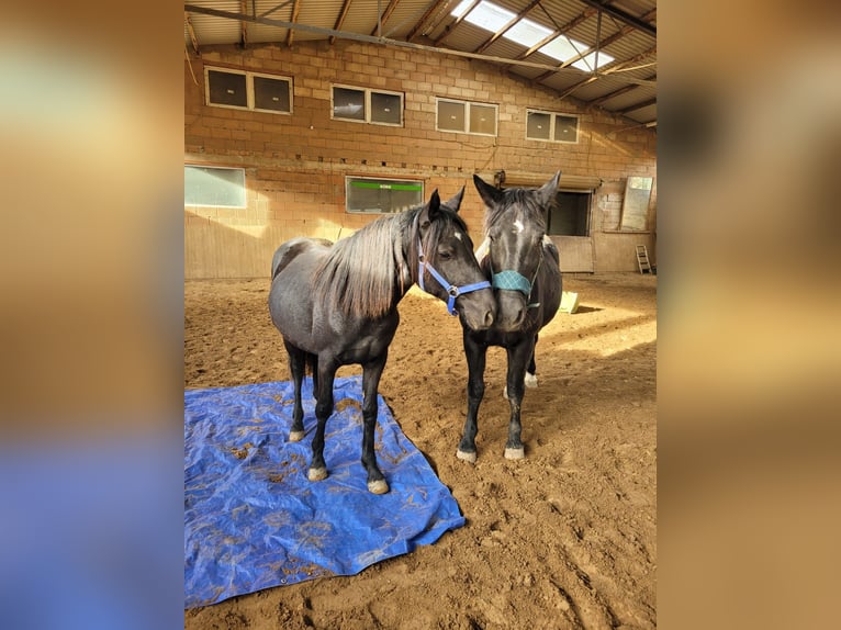 Knabstrupper Mix Merrie 1 Jaar 145 cm Zwart in Delligsen