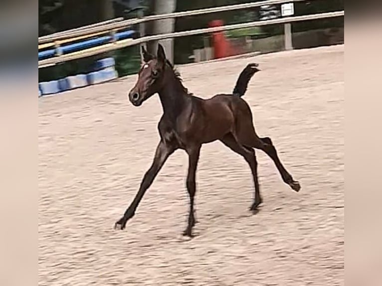 Knabstrupper Merrie 1 Jaar 150 cm kan schimmel zijn in Nittenau