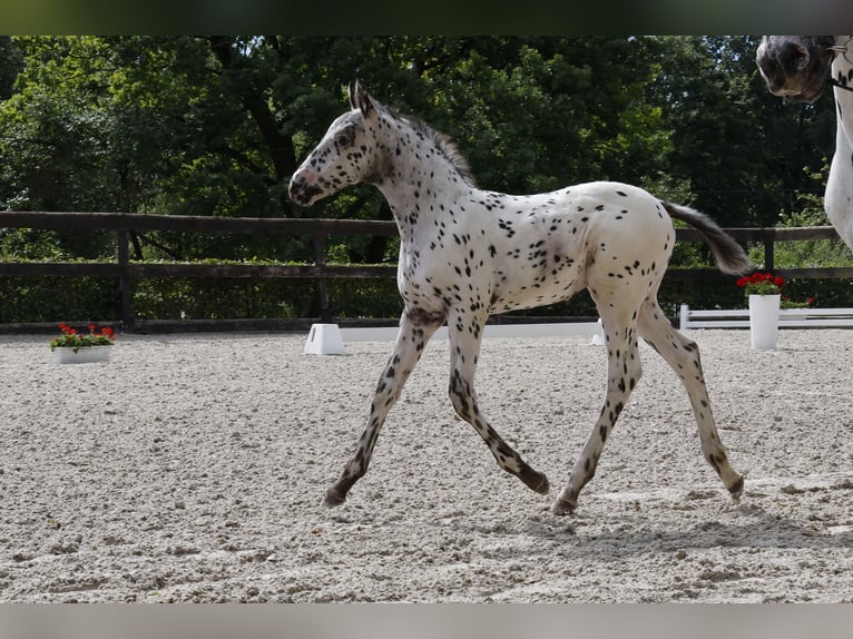 Knabstrupper Merrie 1 Jaar 160 cm Appaloosa in Stahnsdorf