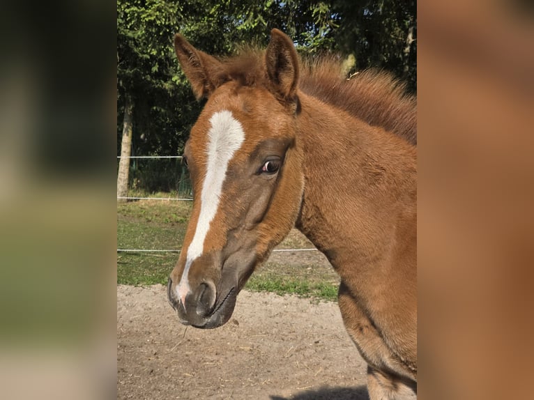 Knabstrupper Merrie 1 Jaar 163 cm Appaloosa in Spreenhagen