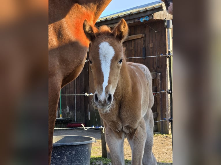 Knabstrupper Merrie 1 Jaar 163 cm Appaloosa in Spreenhagen