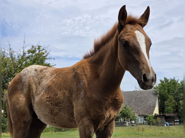 Knabstrupper Merrie 1 Jaar 163 cm Appaloosa in Spreenhagen
