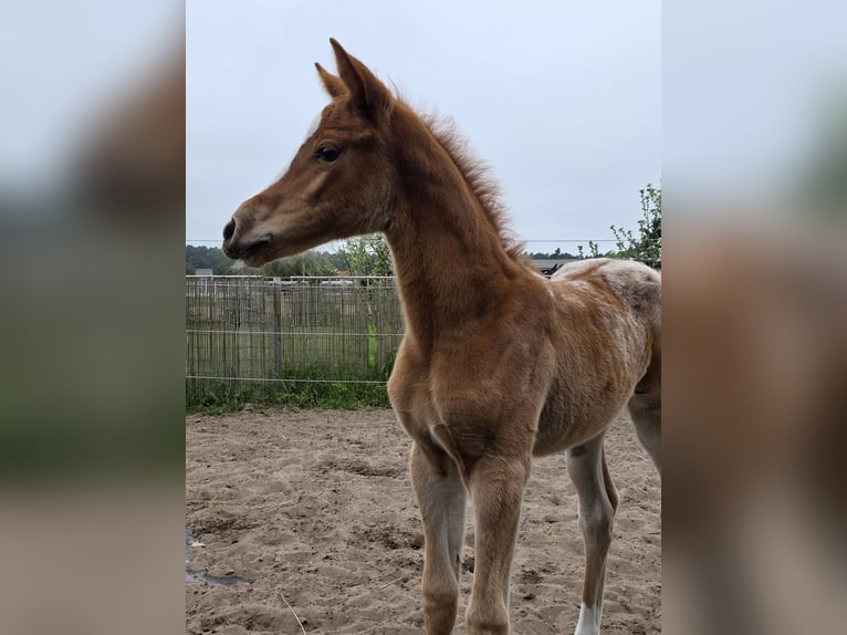 Knabstrupper Merrie 1 Jaar 163 cm Appaloosa in Spreenhagen