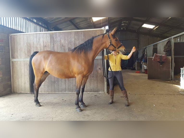 Knabstrupper Merrie 1 Jaar 164 cm Zwartbruin in Cabariot