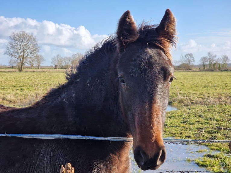 Knabstrupper Merrie 1 Jaar 164 cm Zwartbruin in Cabariot