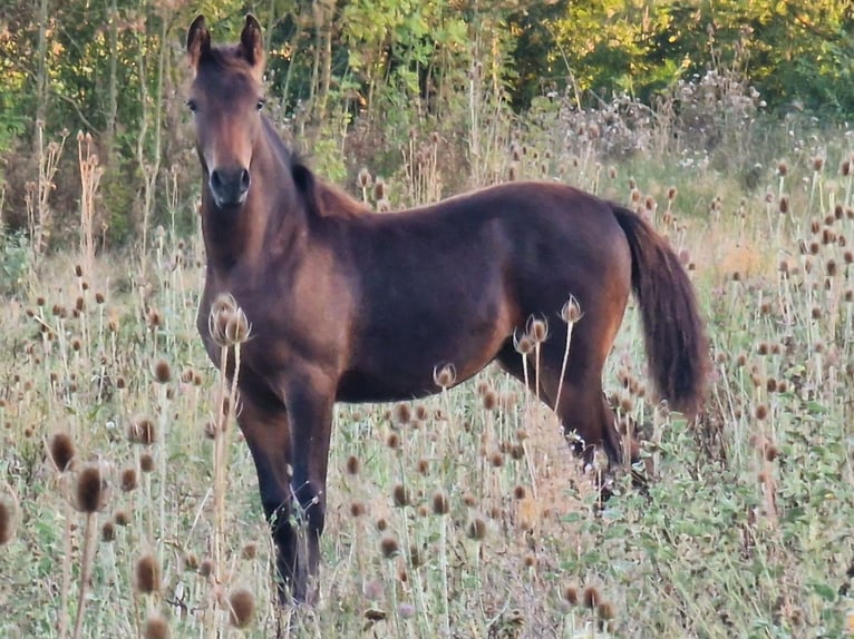 Knabstrupper Merrie 1 Jaar 164 cm Zwartbruin in Cabariot