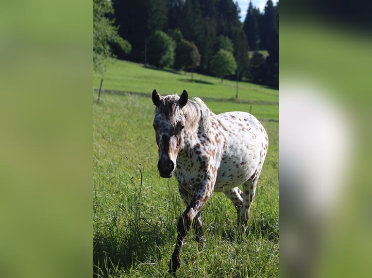 Knabstrupper Merrie 1 Jaar Appaloosa in Roßhaupten