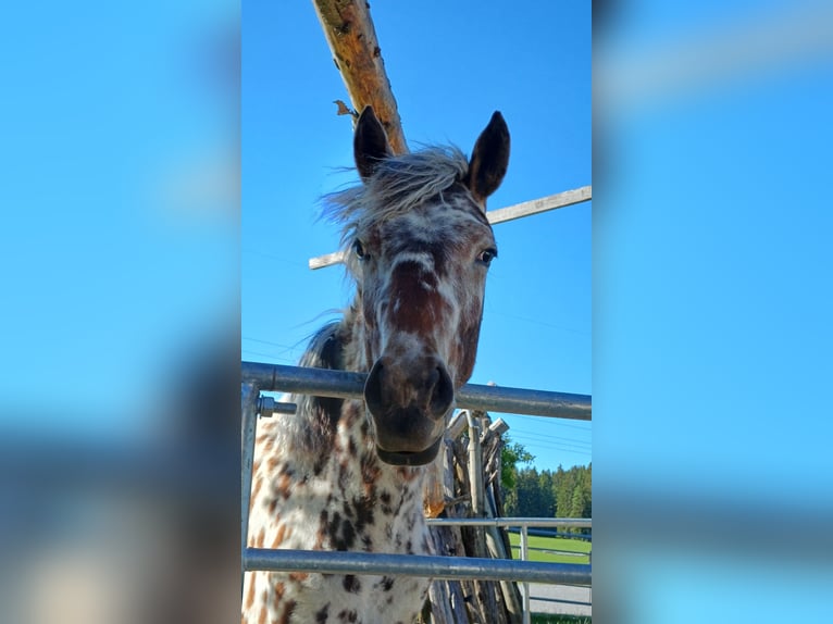 Knabstrupper Merrie 1 Jaar Appaloosa in Roßhaupten