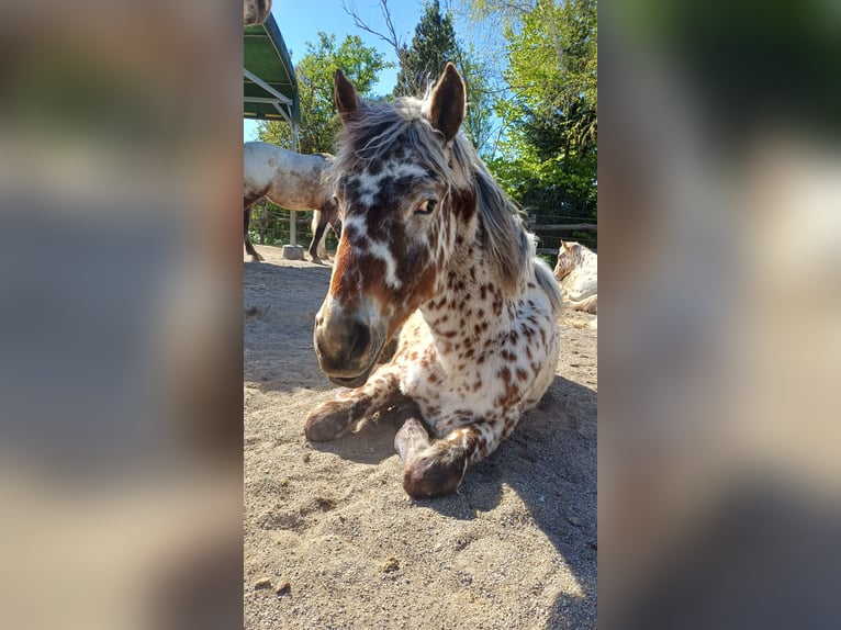 Knabstrupper Merrie 1 Jaar Appaloosa in Roßhaupten