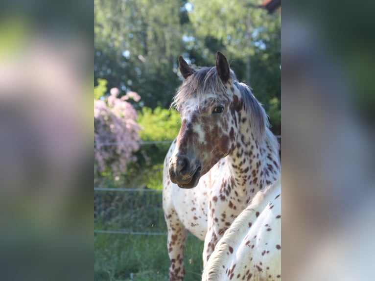 Knabstrupper Merrie 1 Jaar Appaloosa in Roßhaupten
