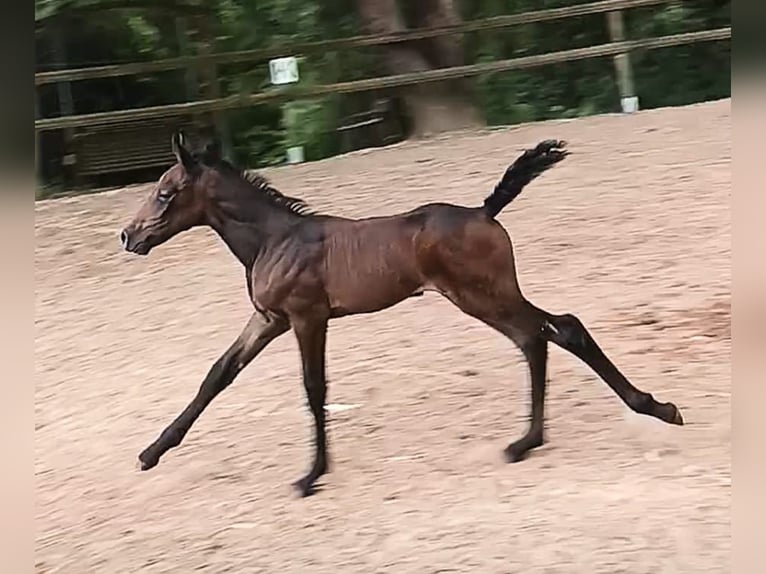 Knabstrupper Merrie 2 Jaar 150 cm kan schimmel zijn in Nittenau