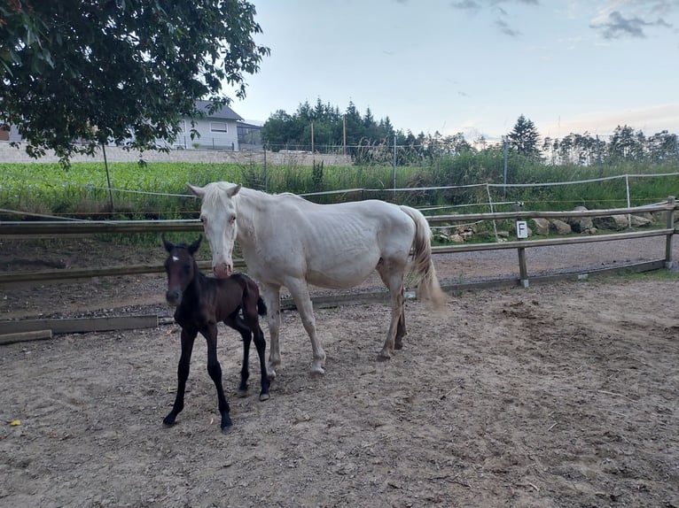 Knabstrupper Merrie 2 Jaar 150 cm kan schimmel zijn in Nittenau