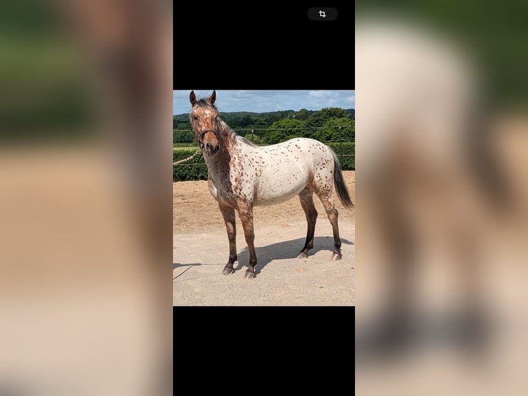 Knabstrupper Merrie 2 Jaar 154 cm Appaloosa in Mohrkirch