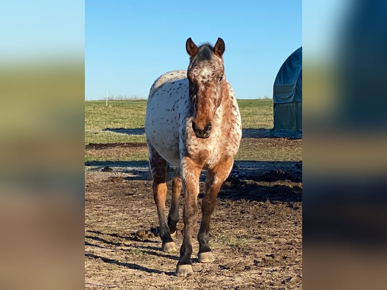 Knabstrupper Merrie 2 Jaar 154 cm Appaloosa in Mohrkirch