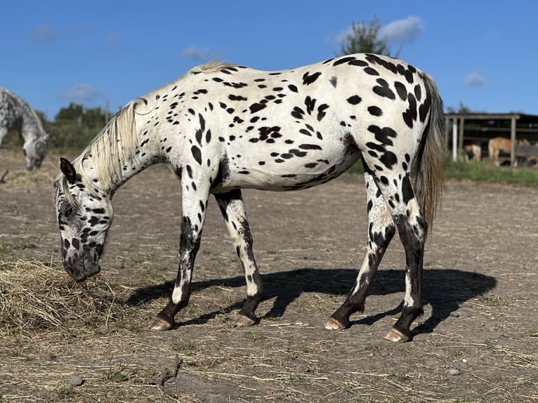 Knabstrupper Merrie 2 Jaar 155 cm Appaloosa in Sjælland
