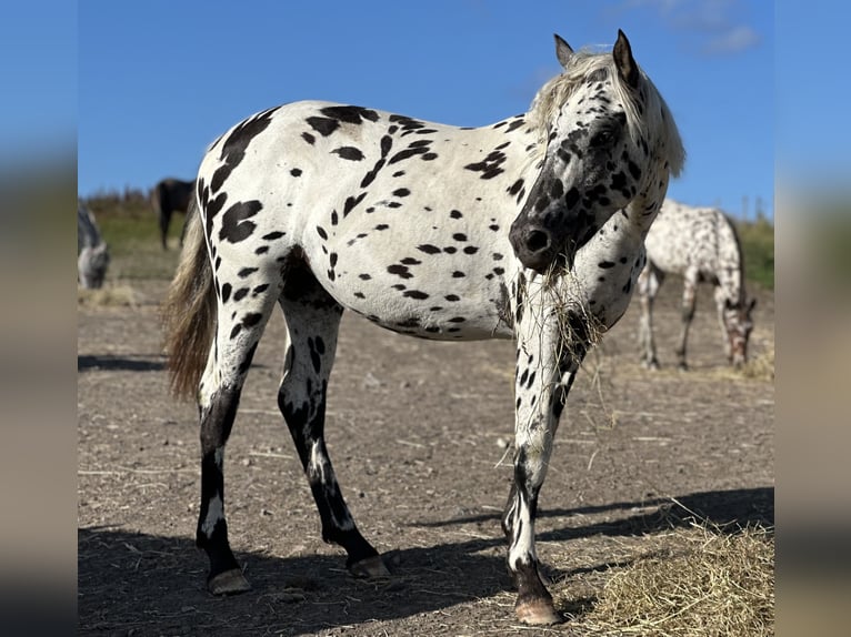Knabstrupper Merrie 2 Jaar 155 cm Appaloosa in Sjælland
