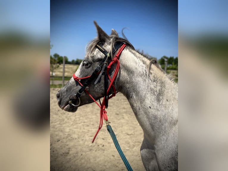 Knabstrupper Merrie 3 Jaar 138 cm Appaloosa in Ghedi