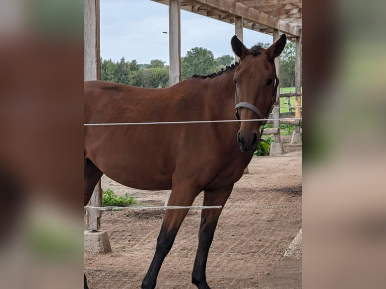 Knabstrupper Merrie 3 Jaar 147 cm Bruin in NUTTELN