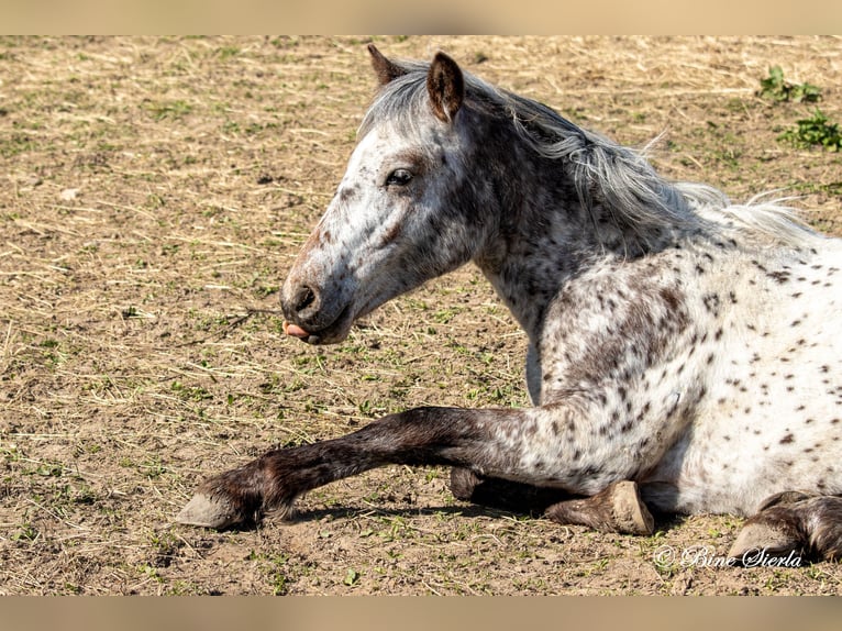 Knabstrupper Merrie 3 Jaar 148 cm Appaloosa in Fredensborg