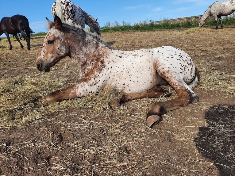 Knabstrupper Merrie 3 Jaar 148 cm Appaloosa in Fredensborg