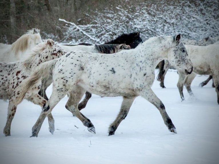 Knabstrupper Merrie 3 Jaar 148 cm Appaloosa in Fredensborg