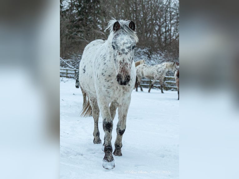 Knabstrupper Merrie 3 Jaar 148 cm Appaloosa in Fredensborg