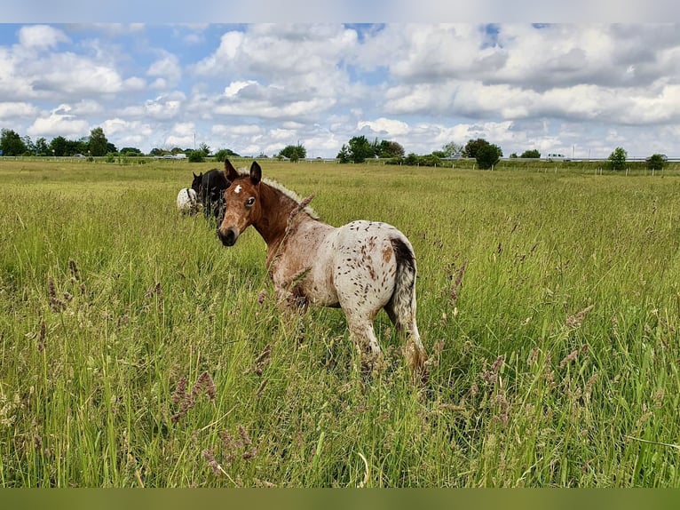 Knabstrupper Merrie 3 Jaar 148 cm Appaloosa in Fredensborg