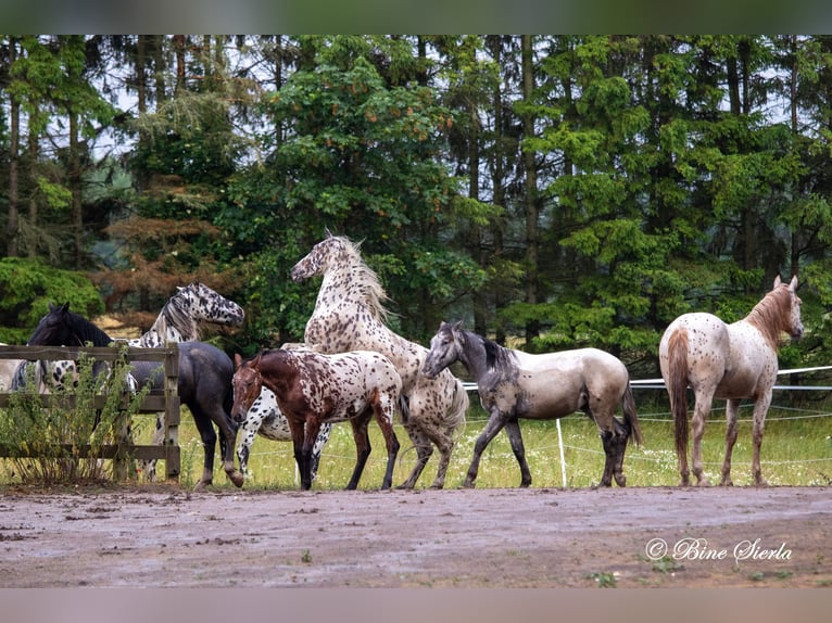 Knabstrupper Merrie 3 Jaar 154 cm Appaloosa in Fredensborg