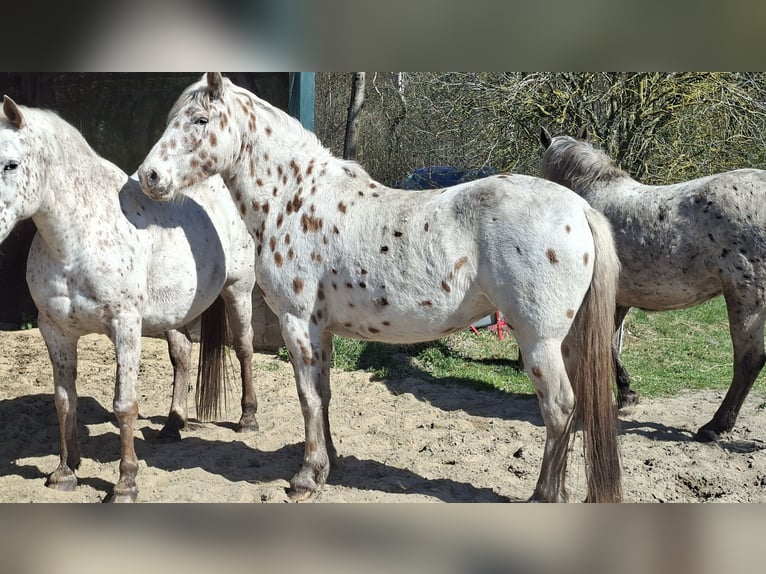 Knabstrupper Merrie 3 Jaar 155 cm Appaloosa in Hollenstedt