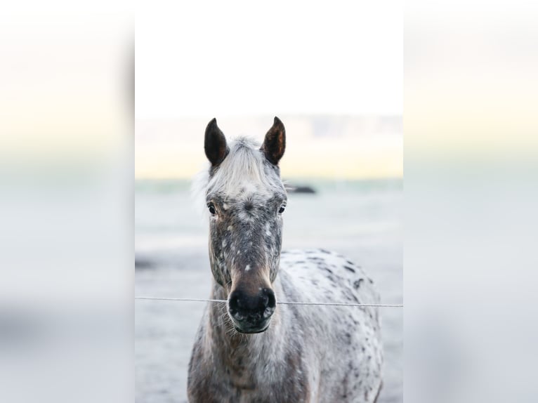 Knabstrupper Merrie 3 Jaar 160 cm Appaloosa in Spreenhagen