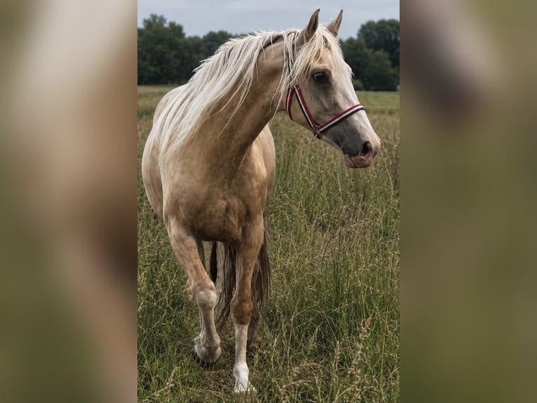 Knabstrupper Merrie 3 Jaar 160 cm Appaloosa in Flarupholz