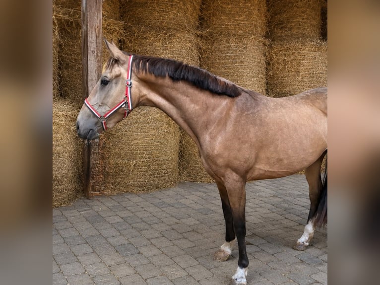 Knabstrupper Merrie 3 Jaar 160 cm Appaloosa in Flarupholz
