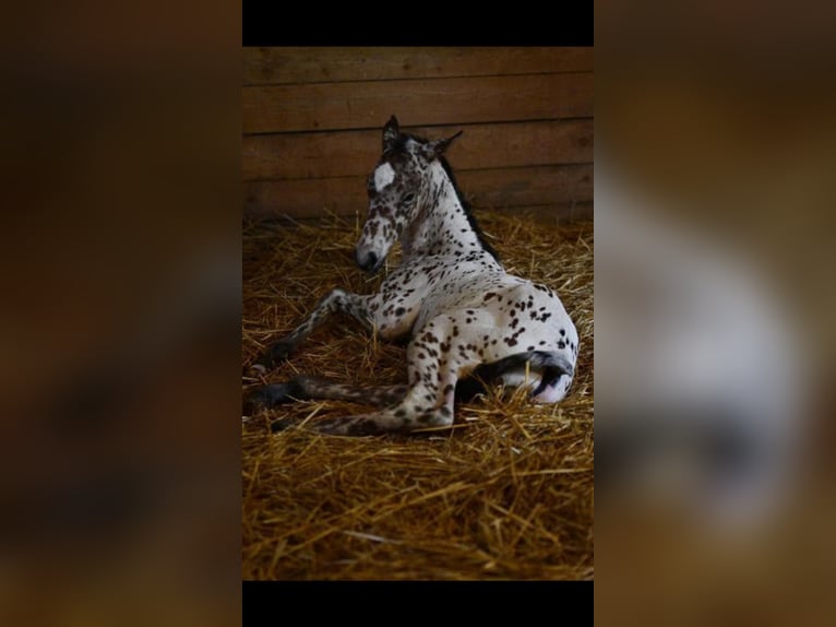 Knabstrupper Merrie 3 Jaar 163 cm Appaloosa in Winden