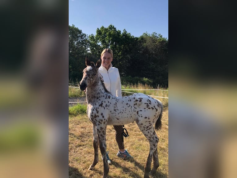 Knabstrupper Merrie 3 Jaar 163 cm Appaloosa in Winden