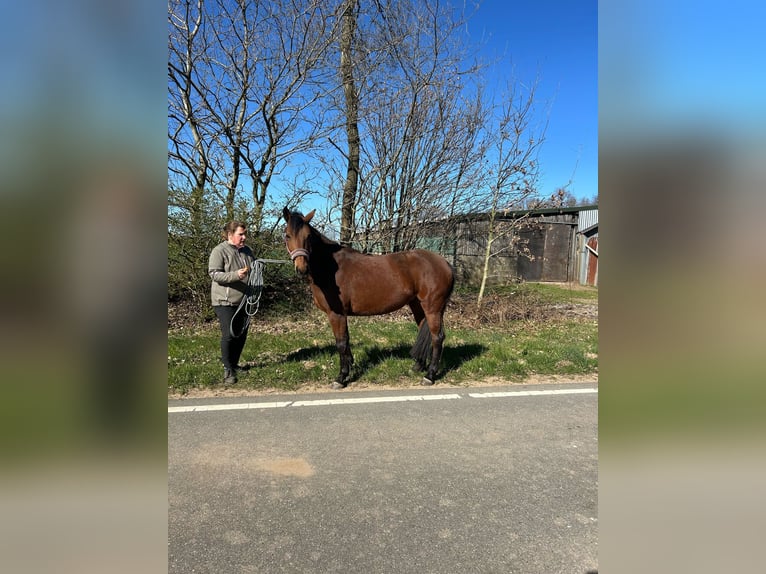 Knabstrupper Merrie 4 Jaar 147 cm Bruin in Vaale