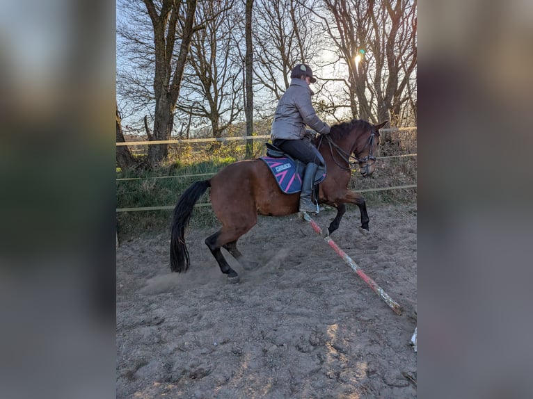 Knabstrupper Merrie 4 Jaar 147 cm Bruin in Vaale