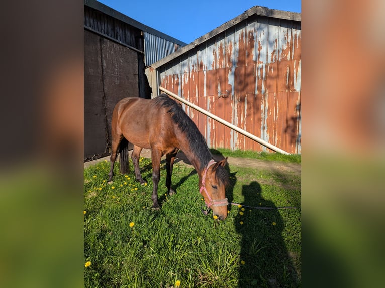 Knabstrupper Merrie 4 Jaar 147 cm Bruin in Vaale