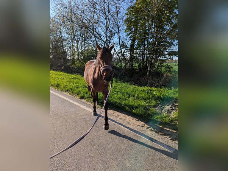 Knabstrupper Merrie 4 Jaar 147 cm Bruin in Vaale