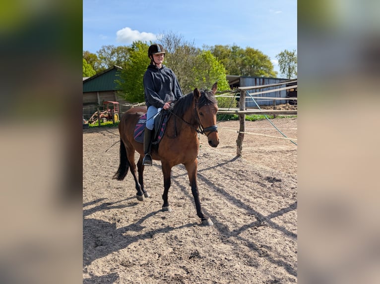 Knabstrupper Merrie 4 Jaar 147 cm Bruin in Vaale