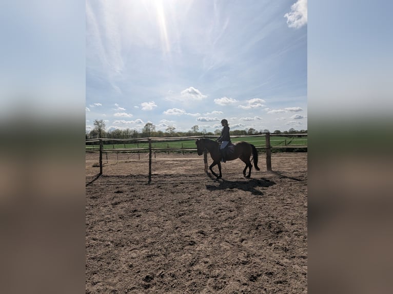Knabstrupper Merrie 4 Jaar 147 cm Bruin in Vaale