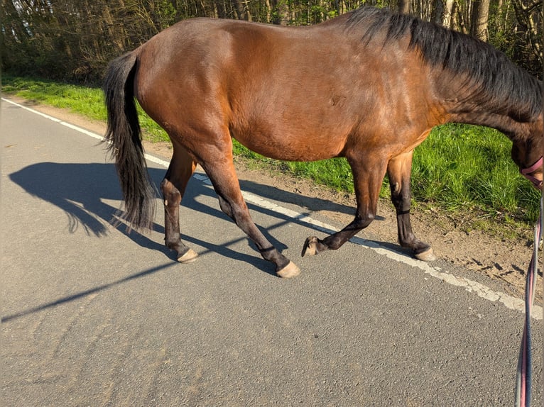 Knabstrupper Merrie 4 Jaar 147 cm Bruin in Vaale