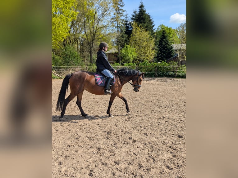 Knabstrupper Merrie 4 Jaar 147 cm Bruin in Vaale