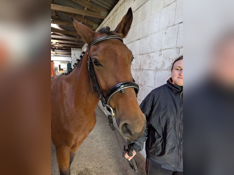Knabstrupper Merrie 4 Jaar 147 cm Bruin in Vaale