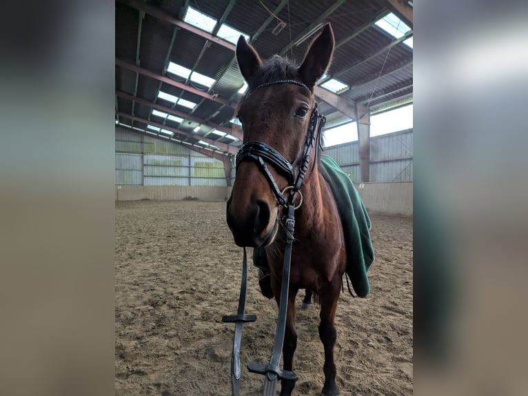 Knabstrupper Merrie 4 Jaar 147 cm Bruin in Vaale