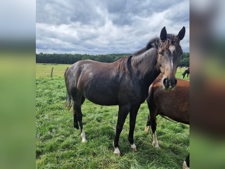 Knabstrupper Mix Merrie 4 Jaar 147 cm Bruin in Lathen