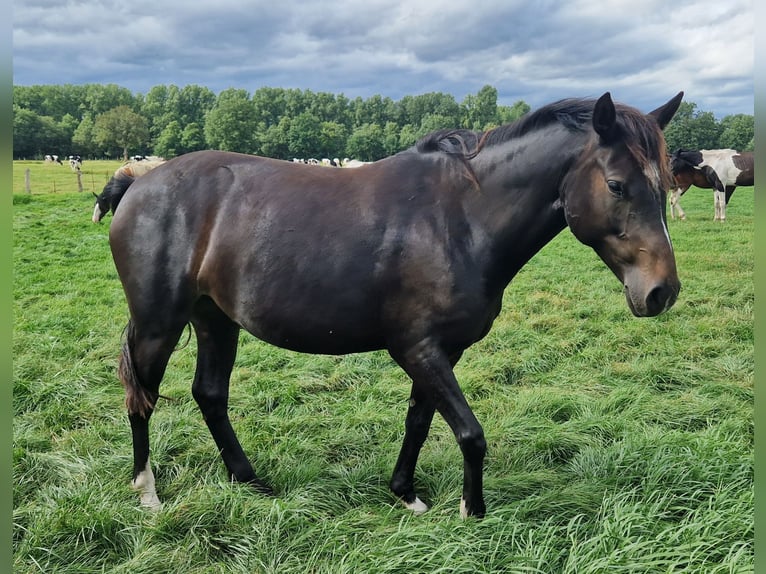 Knabstrupper Mix Merrie 4 Jaar 147 cm Bruin in Lathen